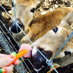 One of the deer I fed in St. Ignace