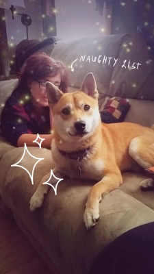 handsomedogs:  this is Spanky, a 2 y/o purebred Shiba Inu. He