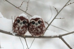 stunningpicture:  Two happy owlets   DOUBLE PEPE!