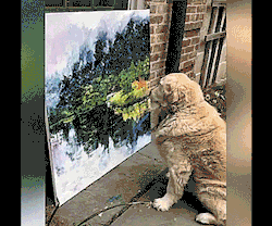 tastefullyoffensive: Golden doggo appreciates art. [full video]