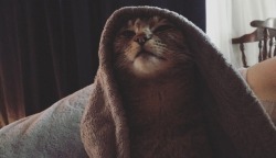 lauryn-order:“Come to the Dark Side. We Have Cat Naps.” -