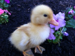 this-gypsy-soul:  Gardening with my ducklings 