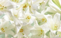 Lilies … the floral symbol of life, hope, purity and joy