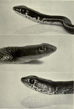 nemfrog: Western snakes. The reptiles of western North America.