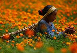 fotojournalismus:  Women pick marigold flowers used to make garlands