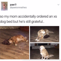 babyanimalgifs:  This dog is way more grateful when getting crappy