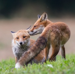 beautiful-wildlife:  Moment of tenderness by Gilbert Fortune