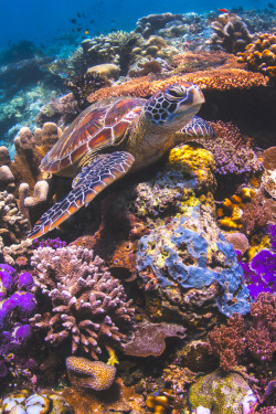  Turtle Reefs by Soren Egeberg  turtle!!!