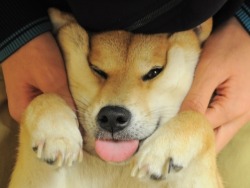 shibe-doge:  the fuck you lookin at