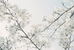 uteki:  spring has come (by Rumi.) 