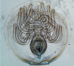 kqedscience:  Little Creatures of the DeepIt’s hard for scientists