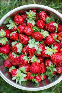 thefruitmarket:  (via fraises | Fruits & Vegetables | Pinterest)