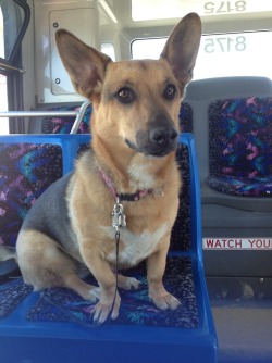 handsomedogs:  my basset hound / german shepherd cross taking