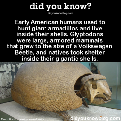 did-you-kno:  Early American humans used to hunt giant armadillos