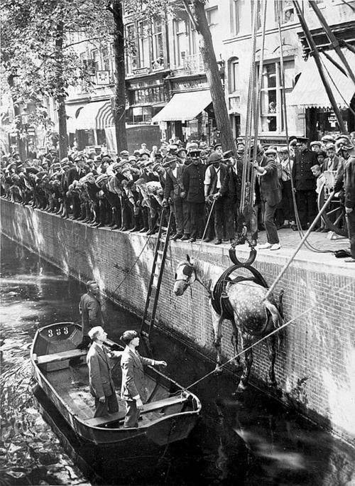 Rescuing a horse that fell in the canal, Amsterdam, 1929. Nudes