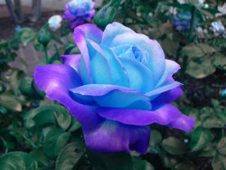 noxfae:  Enchanted Blue Rose by glistam 