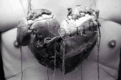 ravenxbird19:  The original heart shape that we know of is two