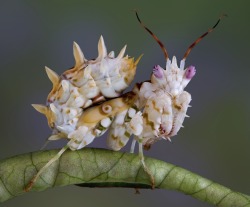 madamvonnegut:  A new shipment of baby Spiny Flower Mantids came