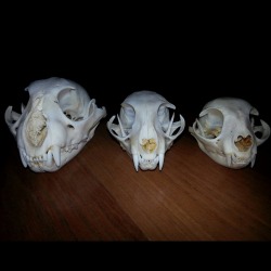 buy-skulls:  Here’s a comparative anatomy shot via www.SkullStore.ca!
