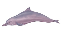 my spirit animal  zoologicalpt:  More dolphins for Skaphandrus