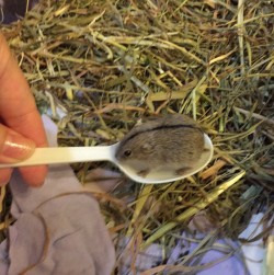 fruitsgood: phoneus:  awwww-cute: A 2 week old lemming in a spoon