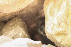 missisanfi:  Three-week-old baby Pallas’s cat makes its first