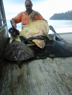 awesome-picz:    Man Buys Turtles From Food Market And Releases