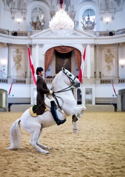 heinzplomperg: bluehome91: Spanish Riding School of Vienna Wien,