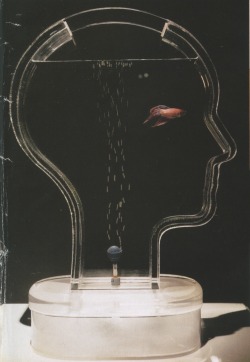 hausdurchsuchung:art sculpture nicola l 2008 acquarium