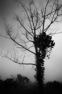 phillip-partin:  Tree with Fog.