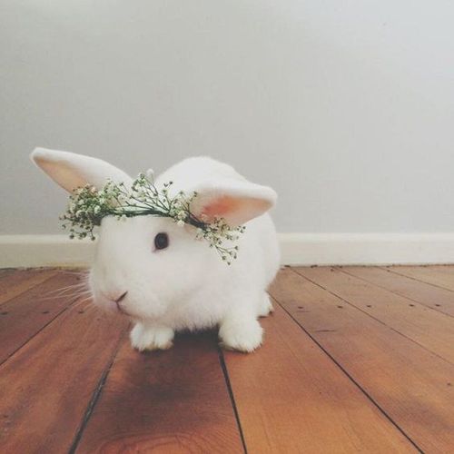 ainawgsd: Bunnies With Flower Crowns