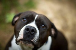 handsomedogs:  This is Rayne, shes an American staffordshire