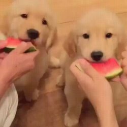 awwww-cute:  Puppies eating watermelon! (Source: http://ift.tt/1UoC8BZ)