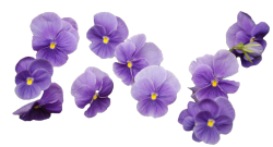 transparent-flowers:  Transparent cluster of Purple Pansies.