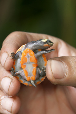 sdzoo:  Disco turtle has moves! This photo of a baby red-bellied