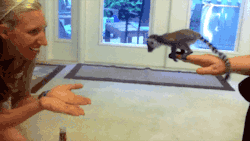 gifsboom:  Video: Baby Lemur Attempts a Leap of Faith
