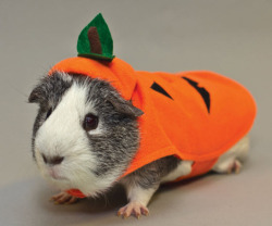guineapiggies:  PetSmart Carrying Guinea Pig Costumes This Halloween