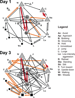 ilovecharts:  Transitions among behaviors in male flesh flies