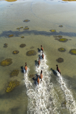 earth-song:“Wild Horses of Shackleford Banks” by Brad Styron