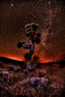 evocativesynthesis:   “Joshua Tree at Night” by Shane Lund