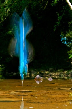 Bolt of blue (amazing slow shutter-speed photo of a Kingfisher