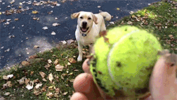 tuskandtemper:  onlylolgifs:  That dog loves leaf piles  the80sareforever