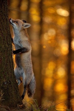 everythingfox:Tree fox 🦊