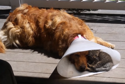 awwww-cute:  Suddenly, The Cone Of Shame Isn’t So Bad (Source: