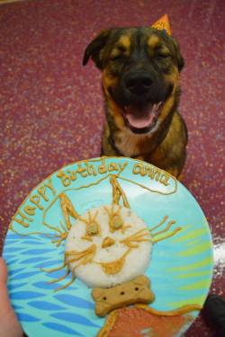 cute-overload:  It was my friend’s dog’s birthday. Her shelter