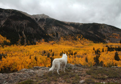 johnandwolf:Independence Pass, CO / Sept. 2016