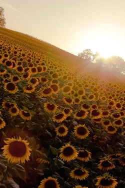 citybeachwomen:  Sunflower Field <3