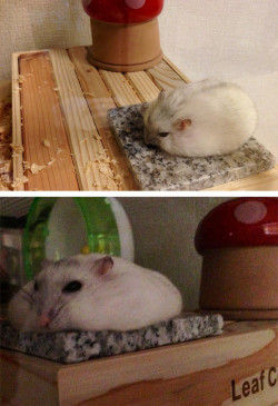 sirderpington:  awwww-cute:  Hamster cooling down in summer 