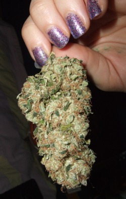 bnugbutter:  university of washington (u-dub) x purple hawaiian