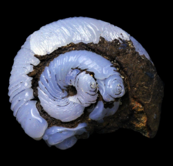 bijoux-et-mineraux:  Helix Ramondi (land snail) epigenised in